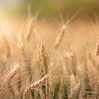 Grain purchase Wheat