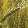 Grain purchase Barley