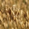 Grain purchase Oats