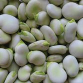 Beans purchasing