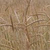 Grain purchase Spelta wheat